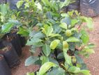 වෙරළු( Veralu- Sri Lankan Olive Plant)