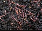 Vermi Compost
