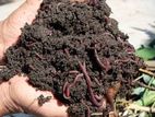 Vermicompost