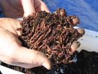 Vermicompost (மண்புழு உரம்)