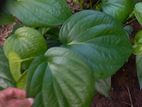 Betel Plant