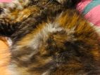 Tortoiseshell Kitten