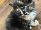 Tortoiseshell Kitten