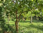 very good for Agriculture , farming land with house sale in godigamuwa
