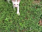Cat for A Kind Home
