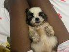 Shih Tzu Puppy