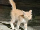 Cream Tabby Kitten for Kind Home