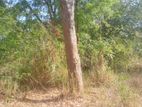 Land for Sale in Wellawaya