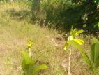 වගාවට සුදුසු ඉඩම ඇතිලිවැව