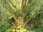Vietnam Hybrid Coconut