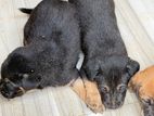 Puppies For Kind Home