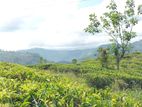 View point land for sale Nuwara Eliya