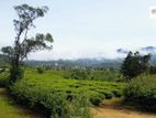 View Point Land for Sale Nuwara Eliya