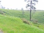 View Point Land for Sale Nuwara Eliya Road