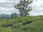 View point land for sale Nuwara Eliya Road