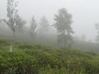 View Point Land for Sale Pundaluoya