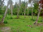 විගඩ බෙම්මුල්ලෙන් ඉතා සරුසාර පොල් ඉඩමක්