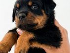 Rottweiler Puppies