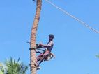 Tree Cutting Service