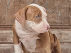 American Bully