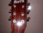 Morris 41 Box Guitar