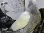 Pigeons