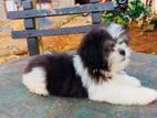 Mini Shih Tzu Puppy