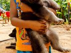 Lion Shepherd Puppy