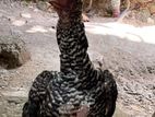 Parrot Beak Rooster