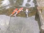 Koi Carp Fish