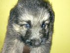 Lion Shepherd Puppies