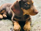 Dachshund Puppy