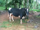 Farm Cow