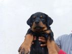 Rottweiler Puppy