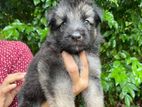 German Shepherd Puppy