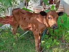 වැස්සියො