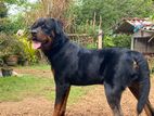 Rottweiler Male Dog