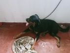 Rottweiler