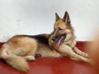 German Shepherd Dog