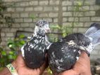 Pigeon