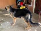 GSD female puppy