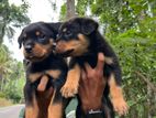 Rottweiler Puppies