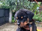 Rottweiler Dog