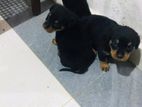 Rottweiler Puppies