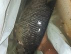 Gourami Fishes