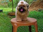 Shih Tzu Puppy