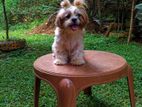 Shih Tzu Puppy
