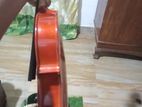 Violin