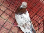 Pigeon