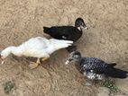 Ducks
